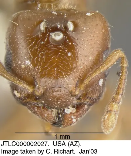 Crematogaster torosa specimen JTLC000002027 image jtlc000002027_1