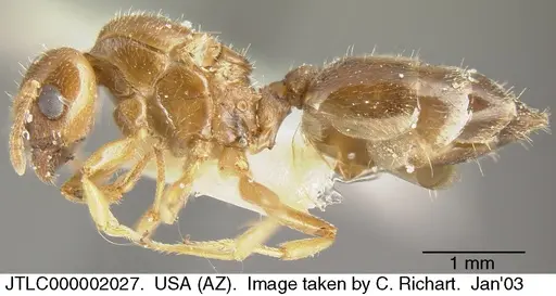 Crematogaster torosa specimen JTLC000002027 image jtlc000002027_2