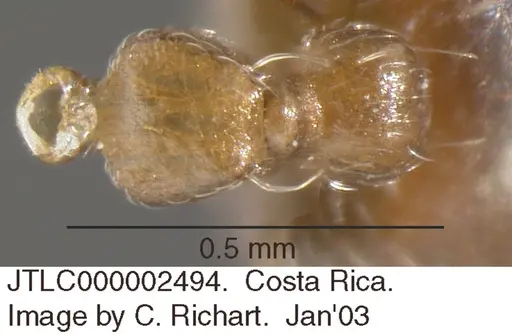 Crematogaster torosa specimen JTLC000002494 image jtlc000002494_1