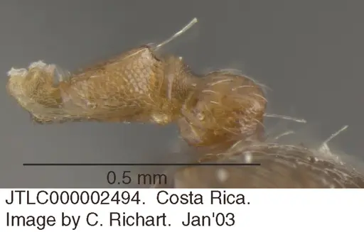 Crematogaster torosa specimen JTLC000002494 image jtlc000002494_2