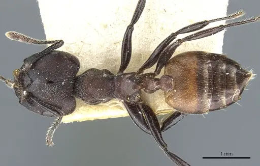 Crematogaster transiens specimen CASENT0904472 image casent0904472_1