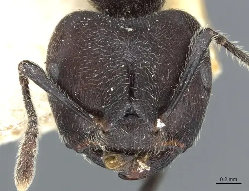 Crematogaster transiens specimen CASENT0904472 image casent0904472_2