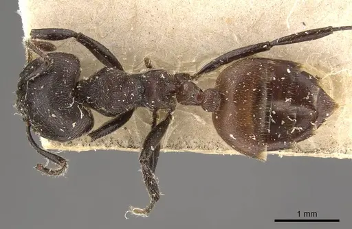 Crematogaster transiens specimen CASENT0908633 image casent0908633_1