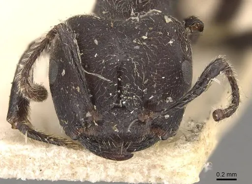 Crematogaster transiens specimen CASENT0908633 image casent0908633_2