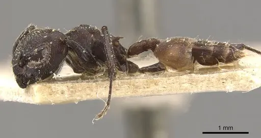 Crematogaster transiens specimen CASENT0908633 image casent0908633_3