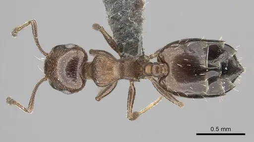 Crematogaster transvaalensis specimen CASENT0235875 image casent0235875_1