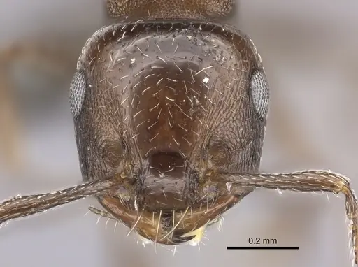 Crematogaster transvaalensis specimen CASENT0235875 image casent0235875_2