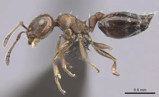 Crematogaster transvaalensis specimen CASENT0235875 image casent0235875_3