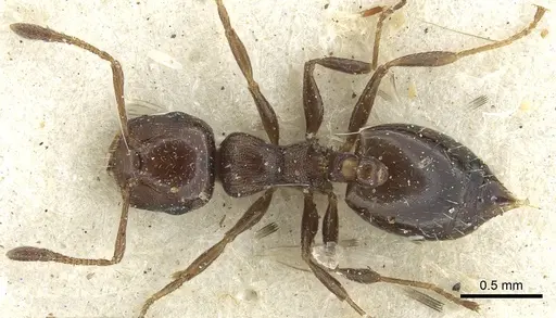 Crematogaster transvaalensis specimen CASENT0902065 image casent0902065_1