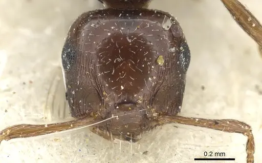 Crematogaster transvaalensis specimen CASENT0902065 image casent0902065_2
