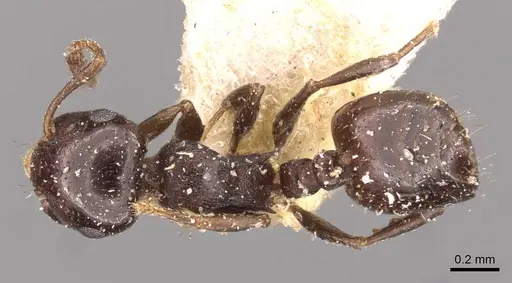Crematogaster transvaalensis specimen CASENT0908364 image casent0908364_1