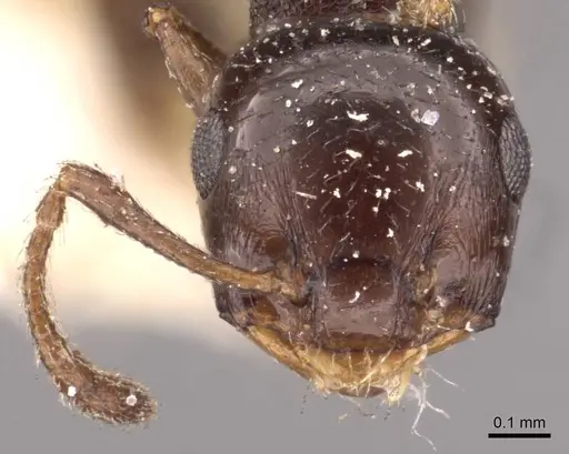 Crematogaster transvaalensis specimen CASENT0908364 image casent0908364_2