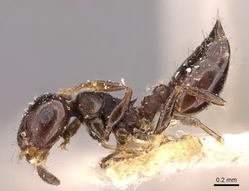 Crematogaster transvaalensis specimen CASENT0908364 image casent0908364_3