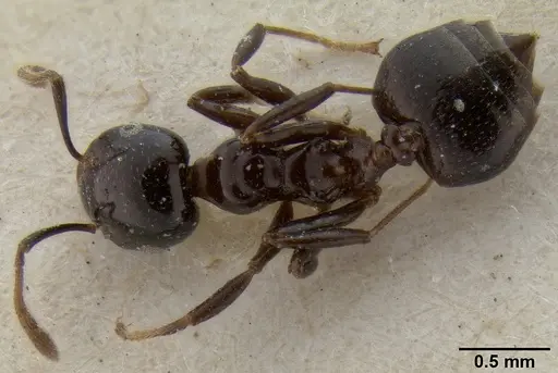 Crematogaster trautweini specimen CASENT0171187 image casent0171187_1