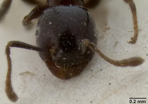 Crematogaster trautweini specimen CASENT0171187 image casent0171187_2