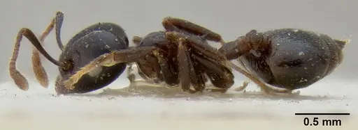 Crematogaster trautweini specimen CASENT0171187 image casent0171187_3