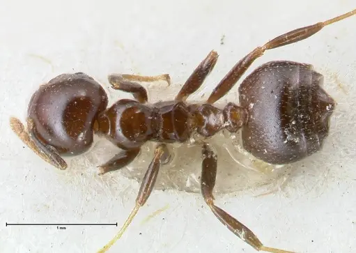 Crematogaster trautweini specimen FOCOL1529 image focol1529_1
