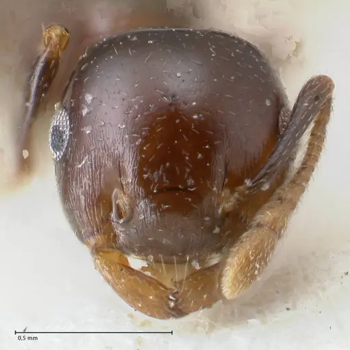 Crematogaster trautweini specimen FOCOL1529 image focol1529_2