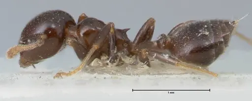 Crematogaster trautweini specimen FOCOL1529 image focol1529_3