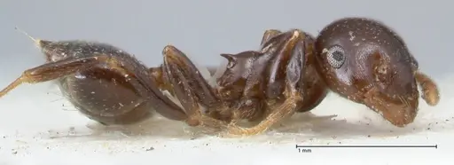 Crematogaster trautweini specimen FOCOL1529 image focol1529_4