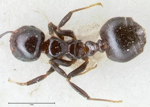 Crematogaster trautweini specimen FOCOL1530 image focol1530_1