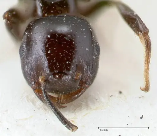 Crematogaster trautweini specimen FOCOL1530 image focol1530_2