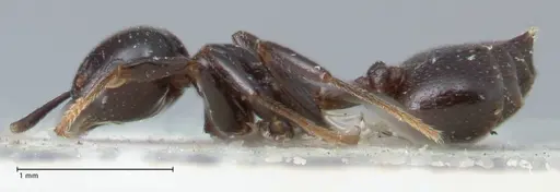 Crematogaster trautweini specimen FOCOL1530 image focol1530_3