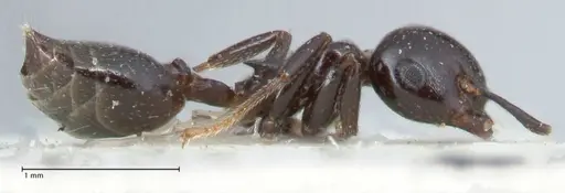 Crematogaster trautweini specimen FOCOL1530 image focol1530_4
