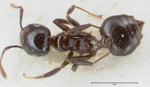 Crematogaster trautweini specimen FOCOL1531 image focol1531_1