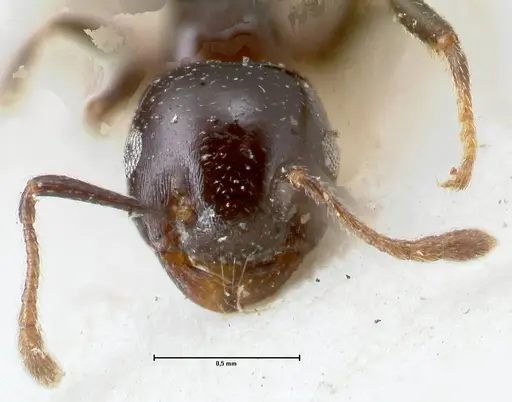 Crematogaster trautweini specimen FOCOL1531 image focol1531_2
