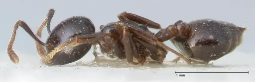 Crematogaster trautweini specimen FOCOL1531 image focol1531_3
