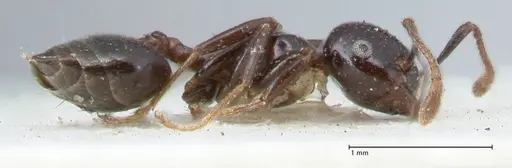 Crematogaster trautweini specimen FOCOL1531 image focol1531_4