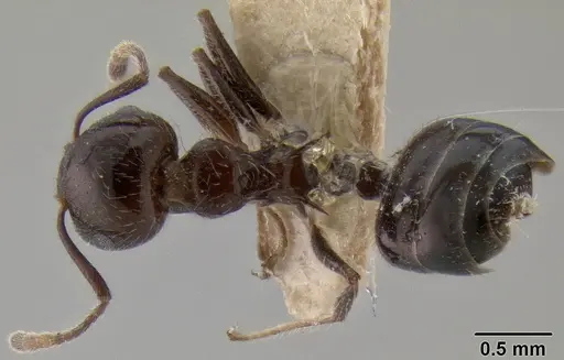 Crematogaster travancorensis specimen CASENT0171188 image casent0171188_1