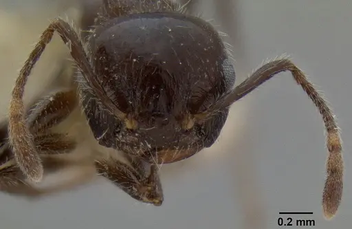 Crematogaster travancorensis specimen CASENT0171188 image casent0171188_2