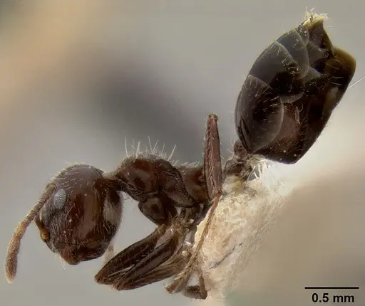 Crematogaster travancorensis specimen CASENT0171188 image casent0171188_3