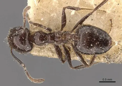 Crematogaster travancorensis specimen CASENT0908648 image casent0908648_1