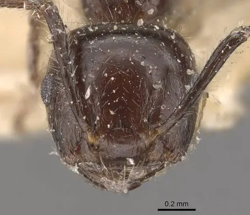 Crematogaster travancorensis specimen CASENT0908648 image casent0908648_2