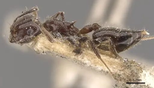 Crematogaster travancorensis specimen CASENT0908648 image casent0908648_3