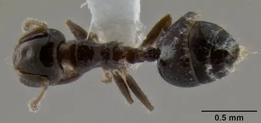 Crematogaster treubi specimen CASENT0193783 image casent0193783_1