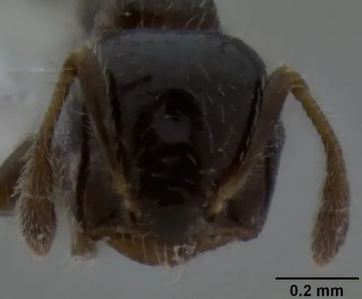 Crematogaster treubi specimen CASENT0193783 image casent0193783_2