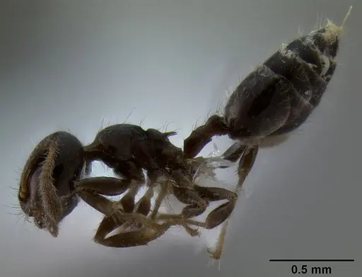 Crematogaster treubi specimen CASENT0193783 image casent0193783_3