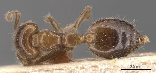 Crematogaster treubi specimen CASENT0904497 image casent0904497_1