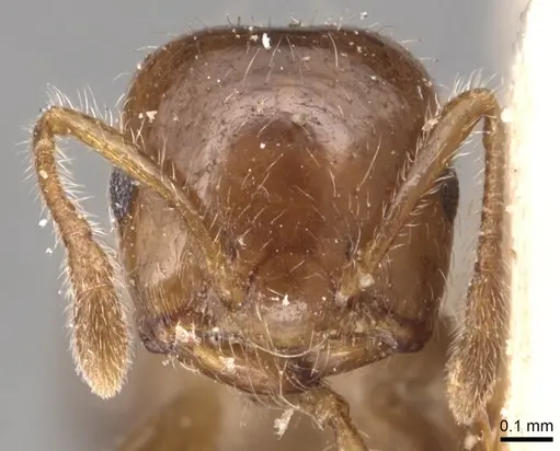 Crematogaster treubi specimen CASENT0904497 image casent0904497_2