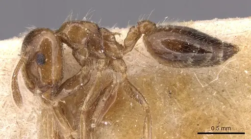 Crematogaster treubi specimen CASENT0904497 image casent0904497_3
