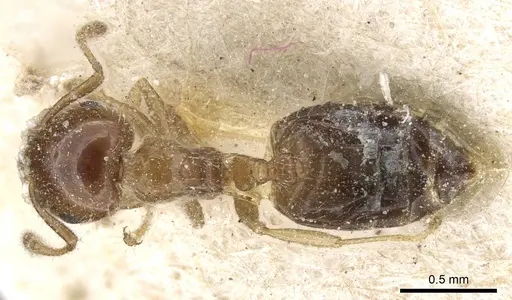 Crematogaster treubi specimen CASENT0905376 image casent0905376_1