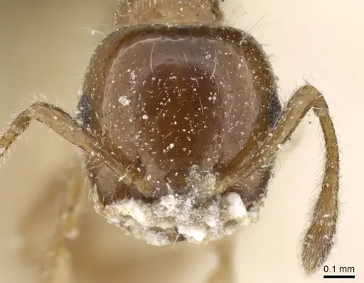 Crematogaster treubi specimen CASENT0905376 image casent0905376_2