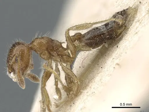 Crematogaster treubi specimen CASENT0905376 image casent0905376_3