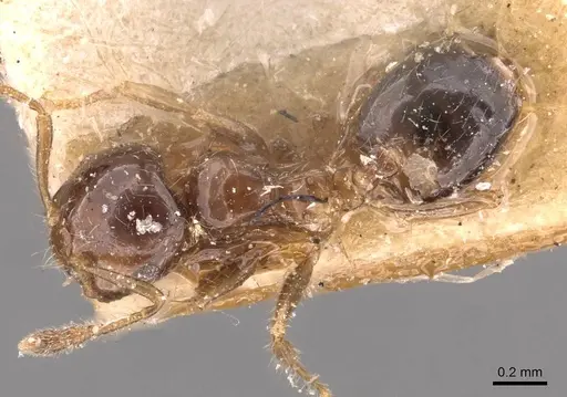 Crematogaster treubi specimen CASENT0908371 image casent0908371_1