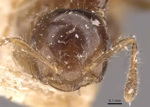 Crematogaster treubi specimen CASENT0908371 image casent0908371_2