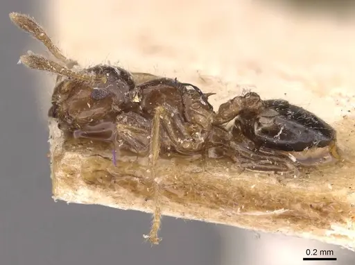 Crematogaster treubi specimen CASENT0908371 image casent0908371_3